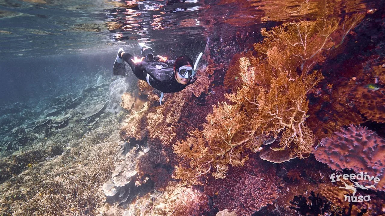 What is difference between Snorkeling and Freediving