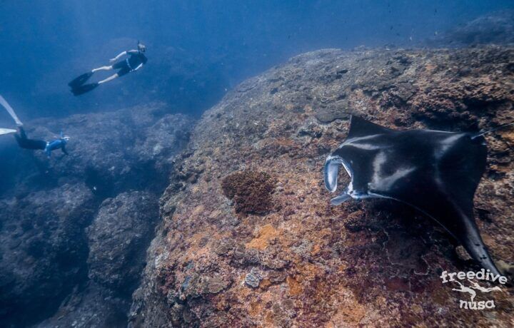 Freediving and Snorkeling with Manta Rays on Nusa Penida
