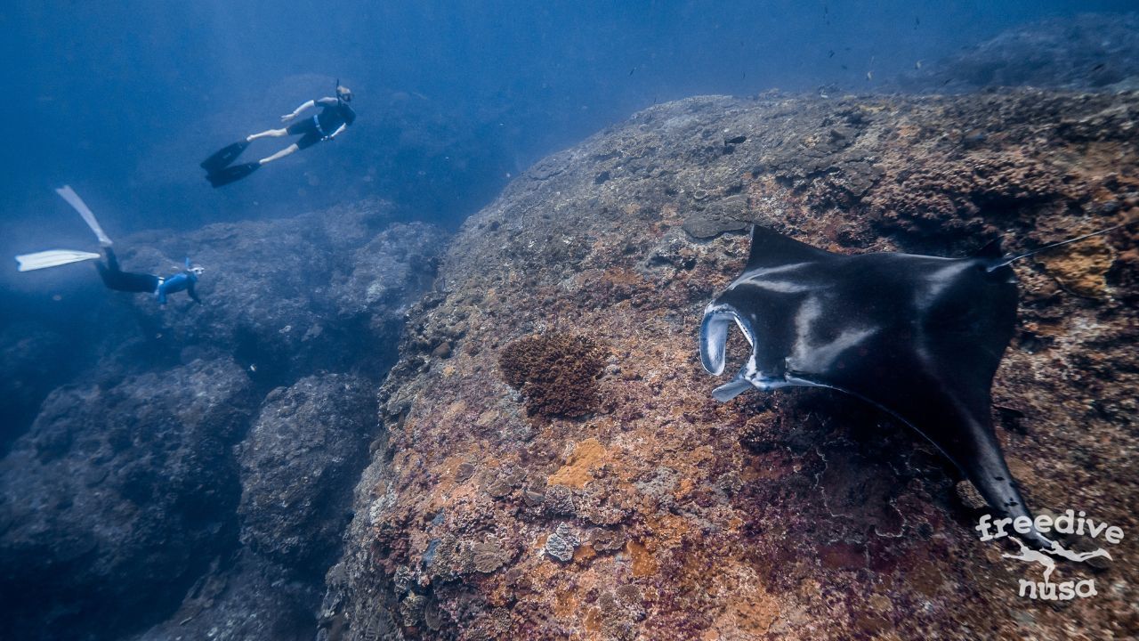 Freediving and Snorkeling with Manta Rays on Nusa Penida