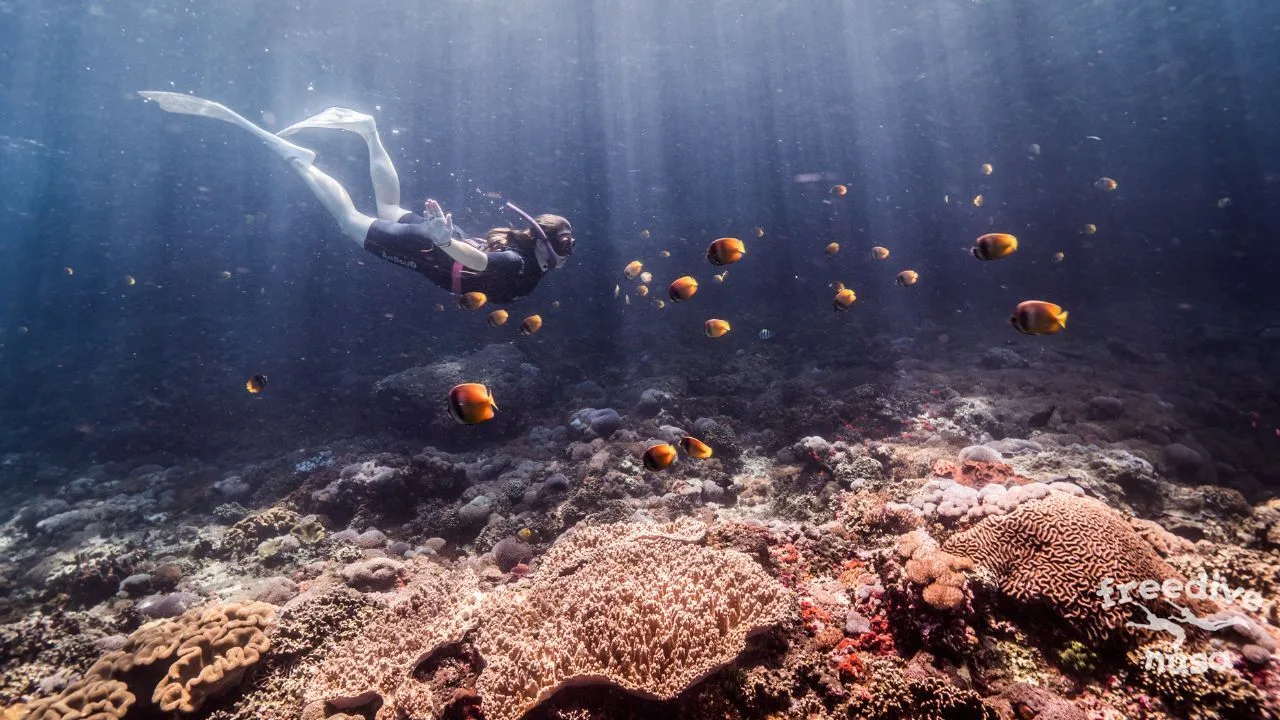Marine Life of Nusa Penida