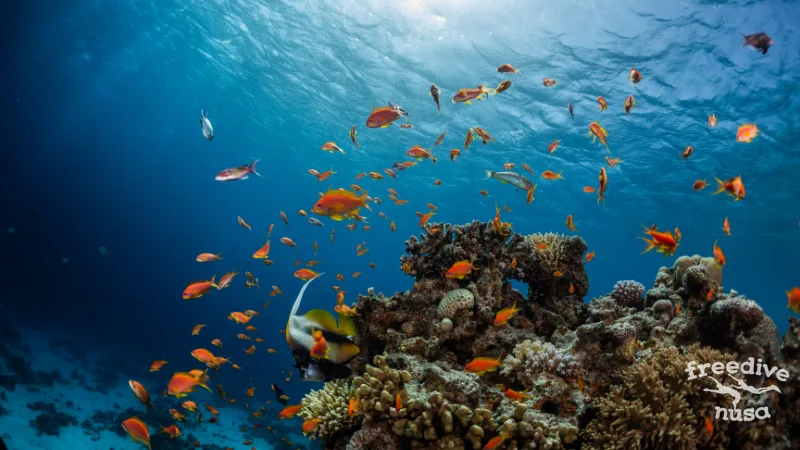Fishy fishes