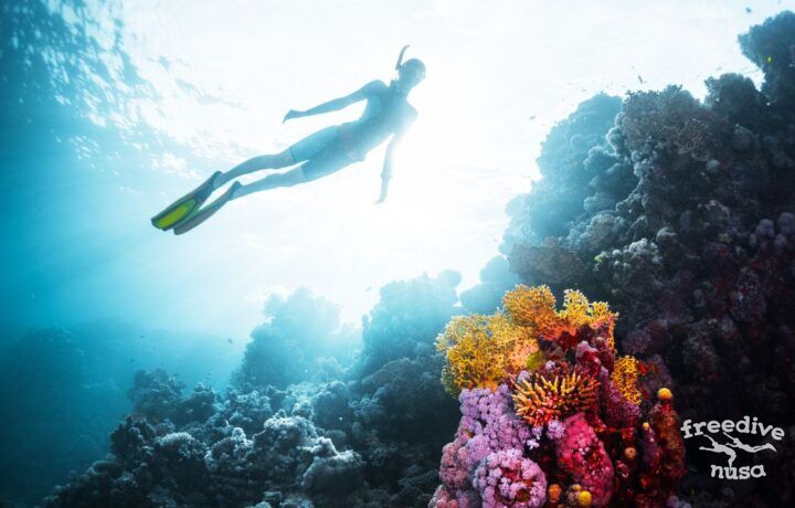Diver and corals