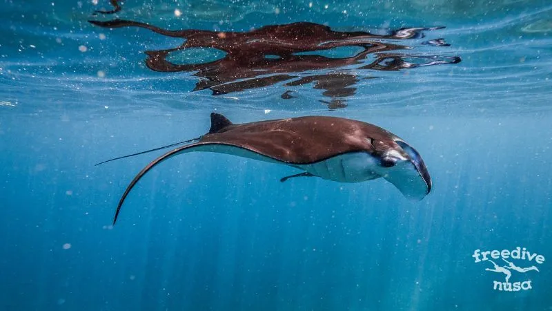 Manta on the surface
