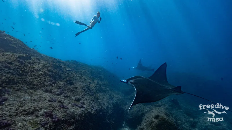 2 mantas with a freediver