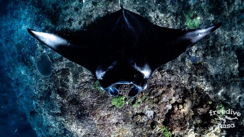Manta ray