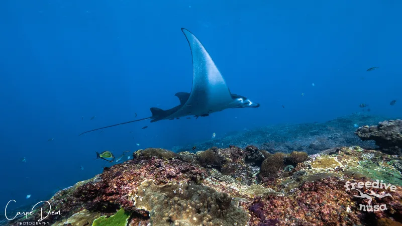 Manta over the reef