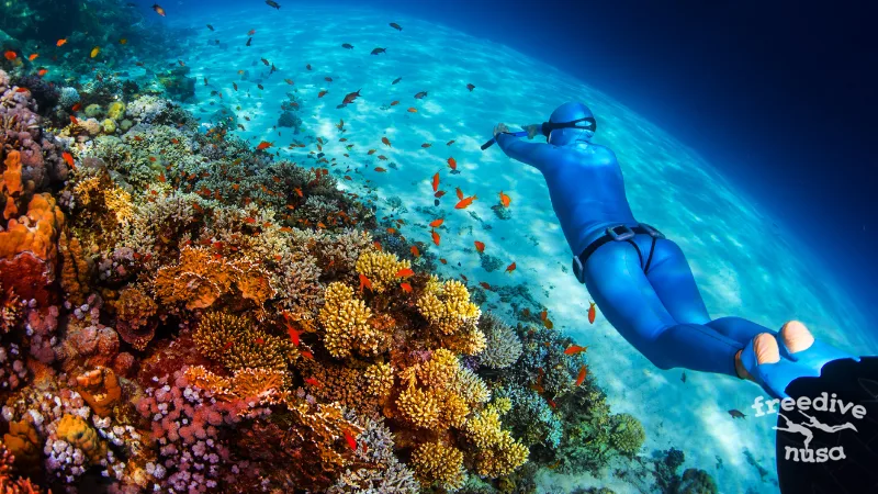 Amazing reef