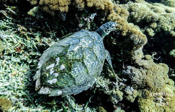 Hawksbill turtle