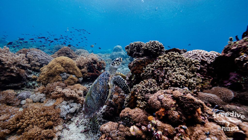 Turtle on the reef