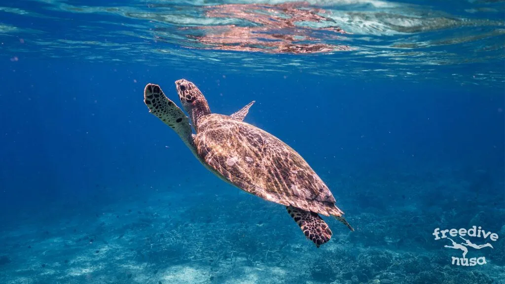 Swimming turtle