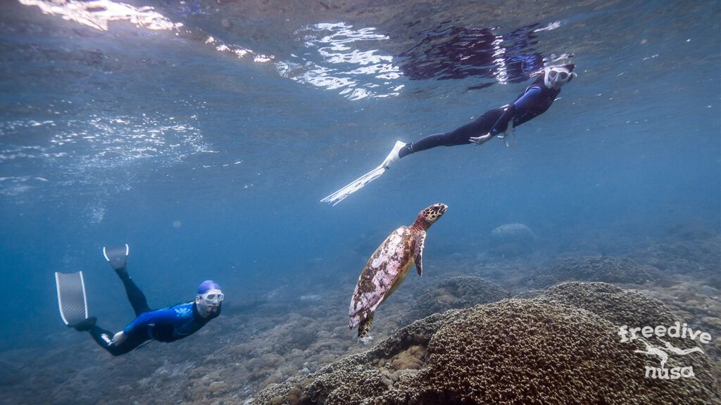 2 freedivers and a turtle