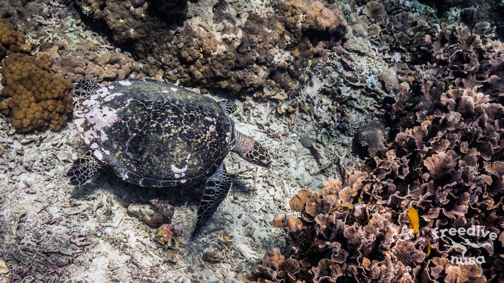 Turtle searching for food