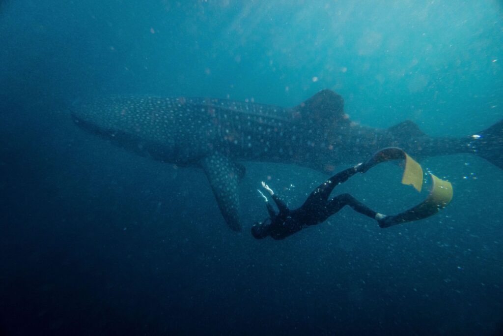 freediving with whale sharks