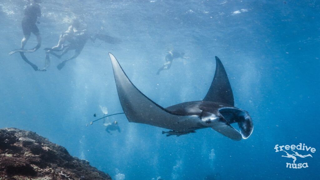 freediving with manta rays