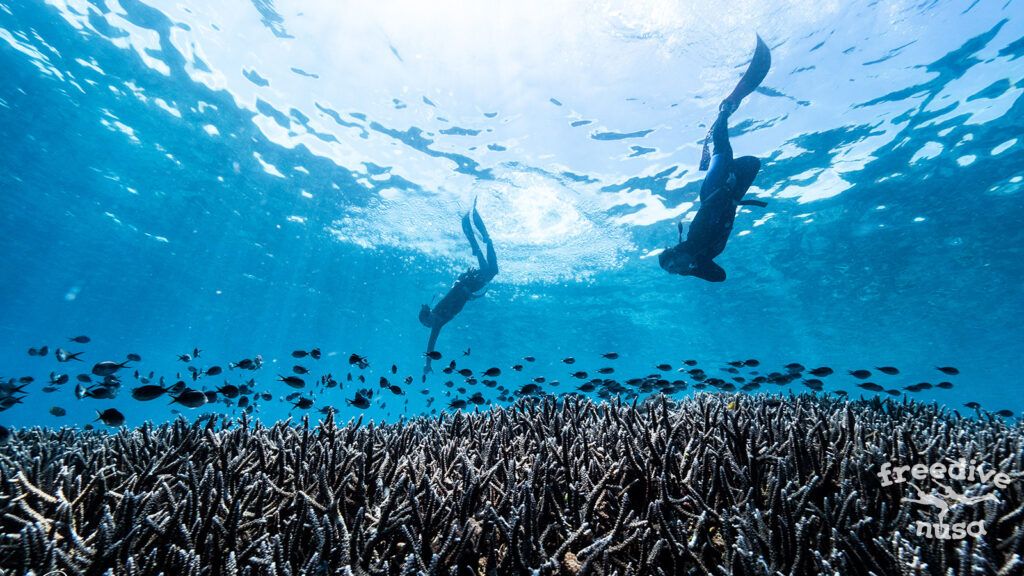 2 freedivers over the reef