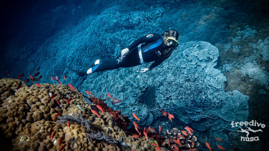 1 freediver over the reef