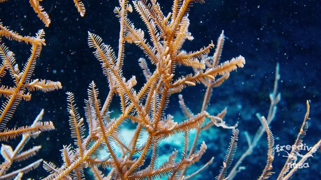 Кораллы на Раджа Ампат