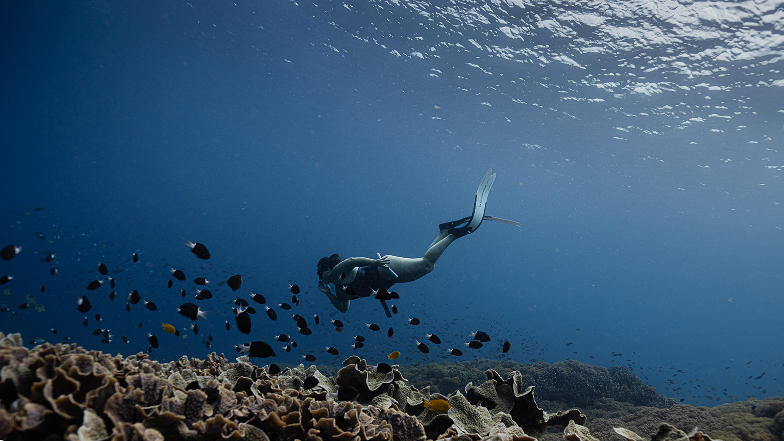 Freediver with fishes on the reef