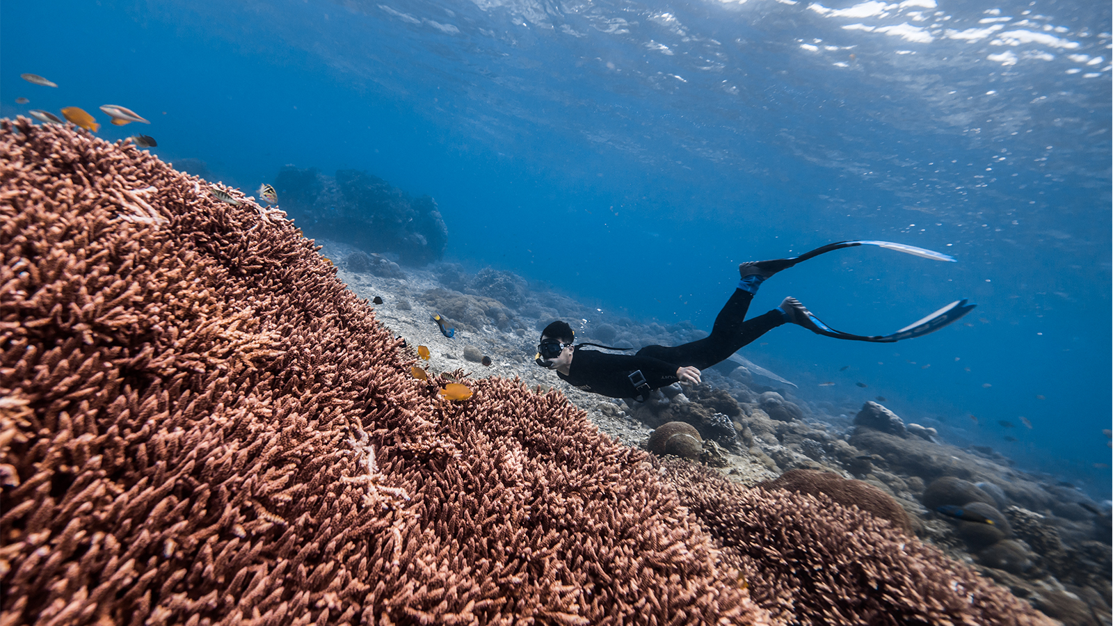 Male freediver on the reef