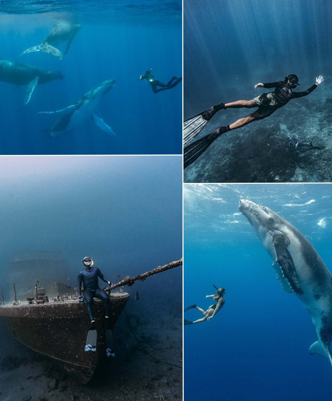 whales freediving Timor Leste