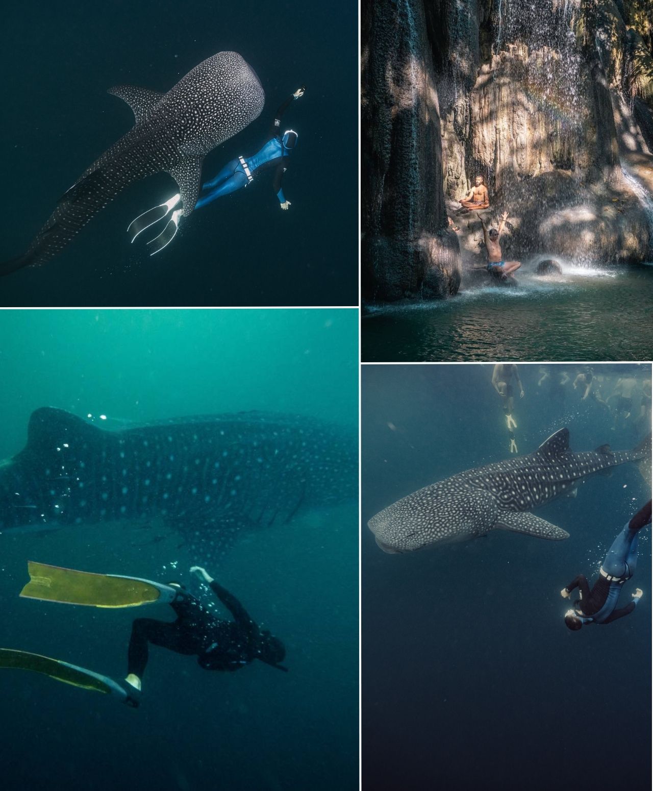 freediving with whale sharks bali