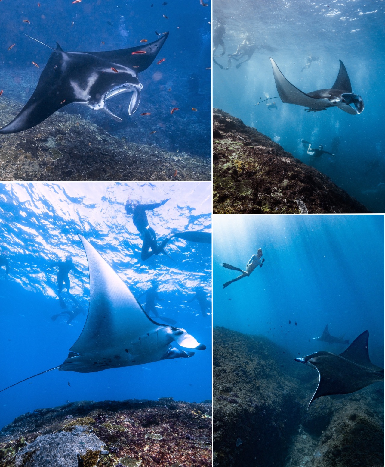 Freediving with Mantas on Nusa Penida