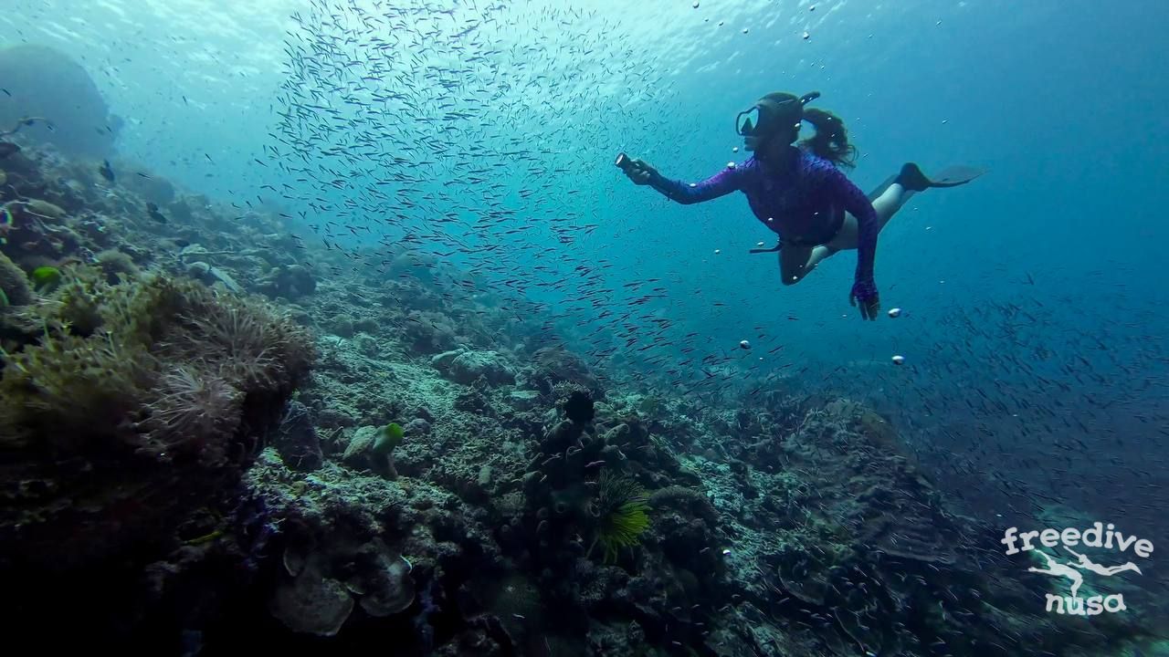 Marine Life in Alor