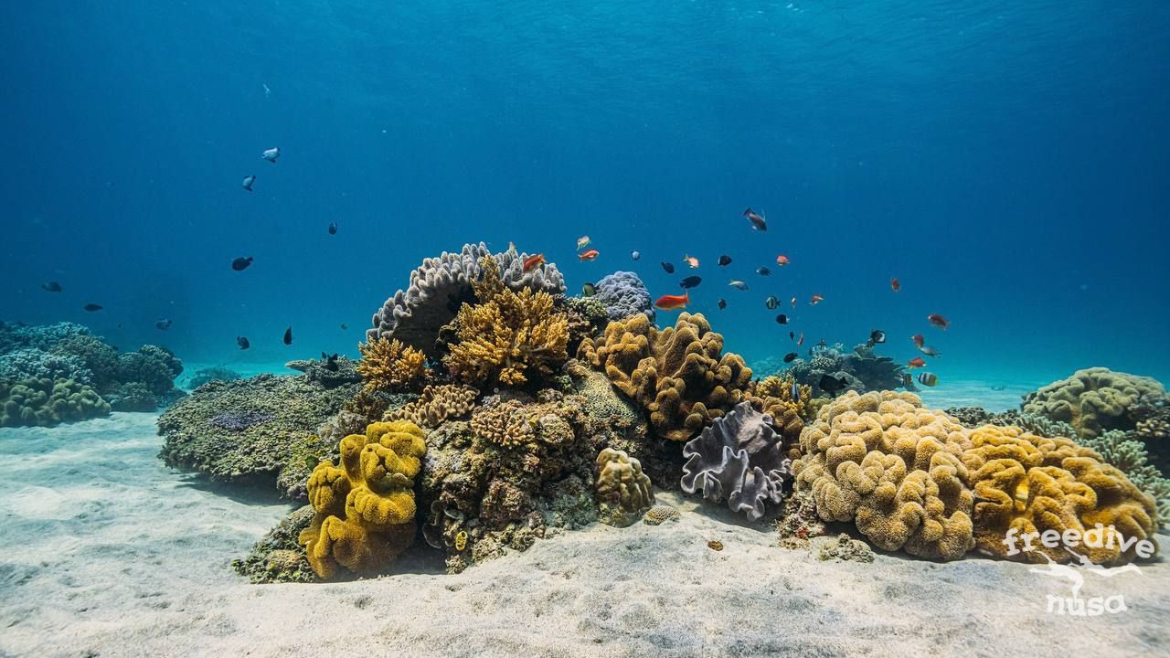 reefs in Timor Leste