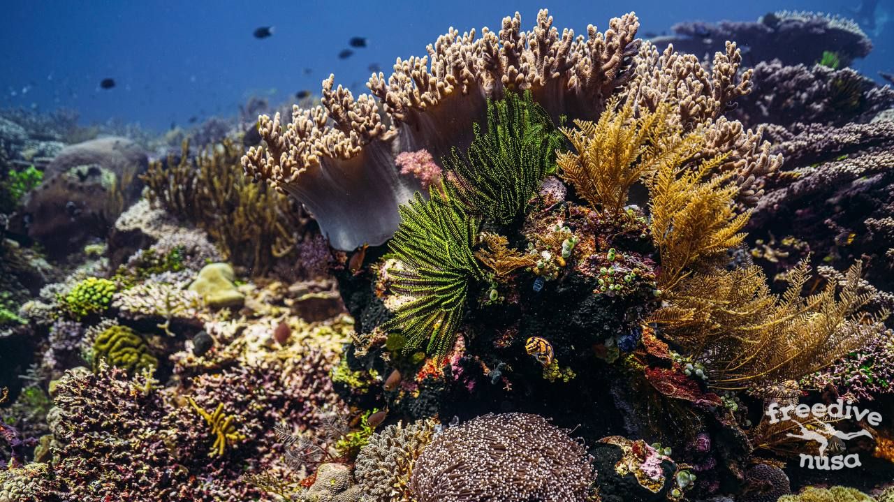 Marine Life of Timor Leste