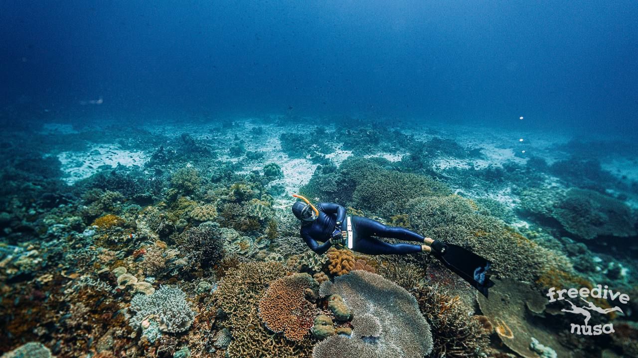 freedive trips in Timor Leste