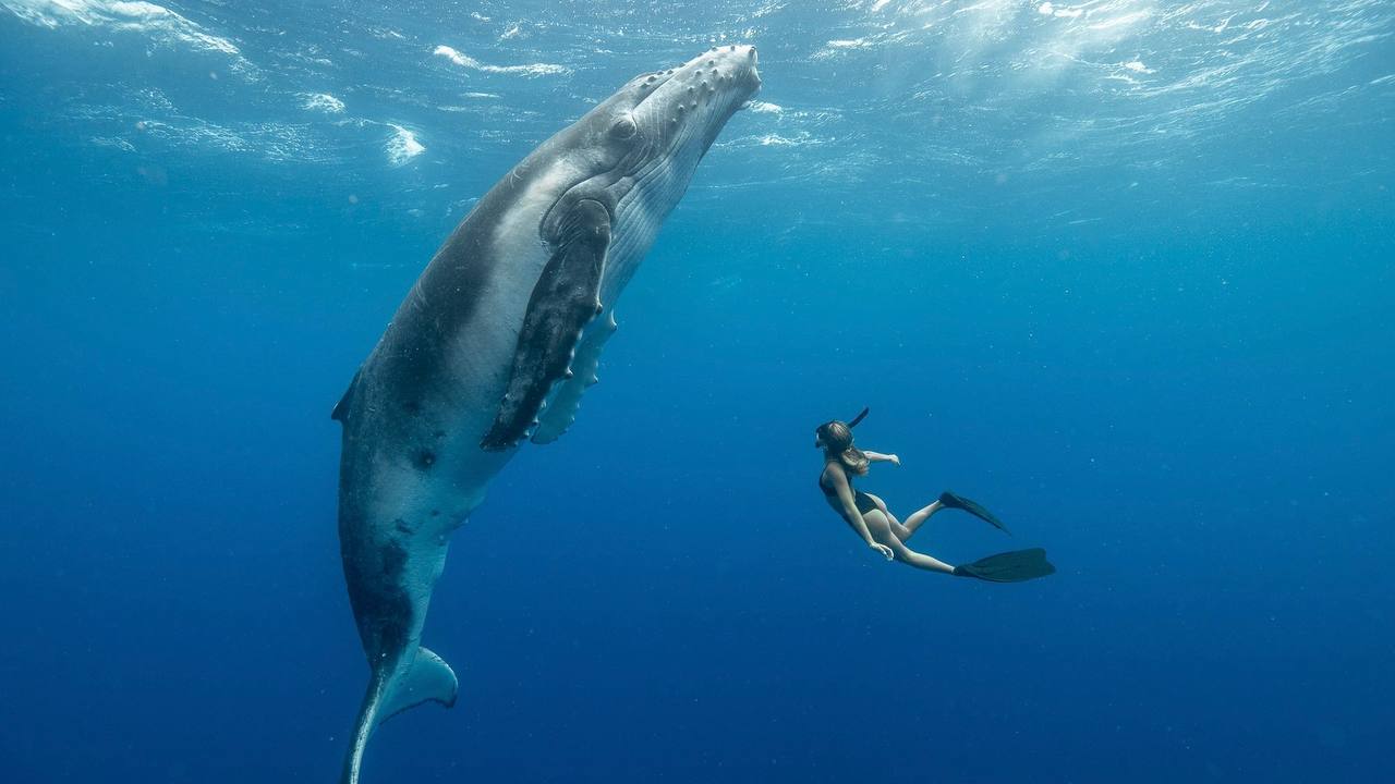 Whale freediving trips