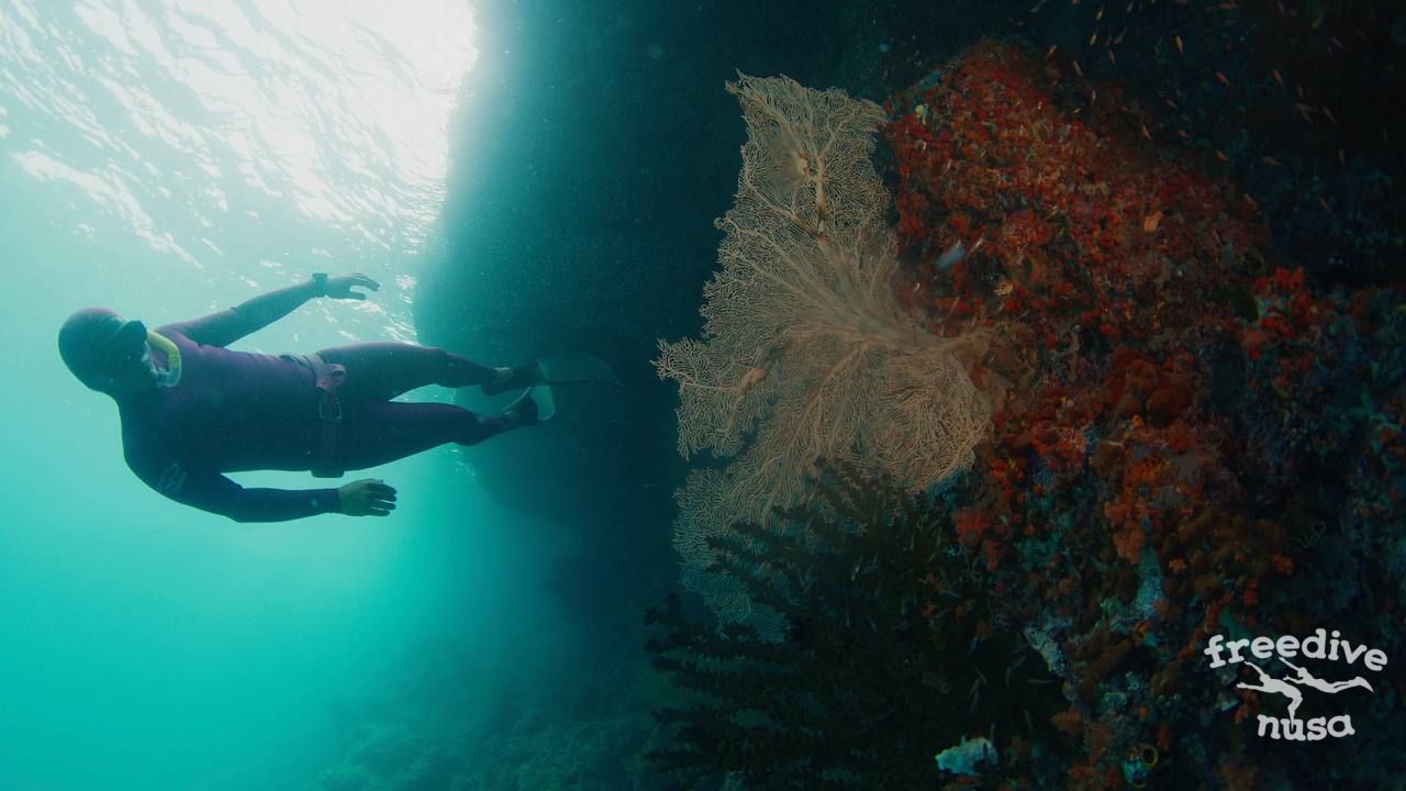 Coral Walls in Alor