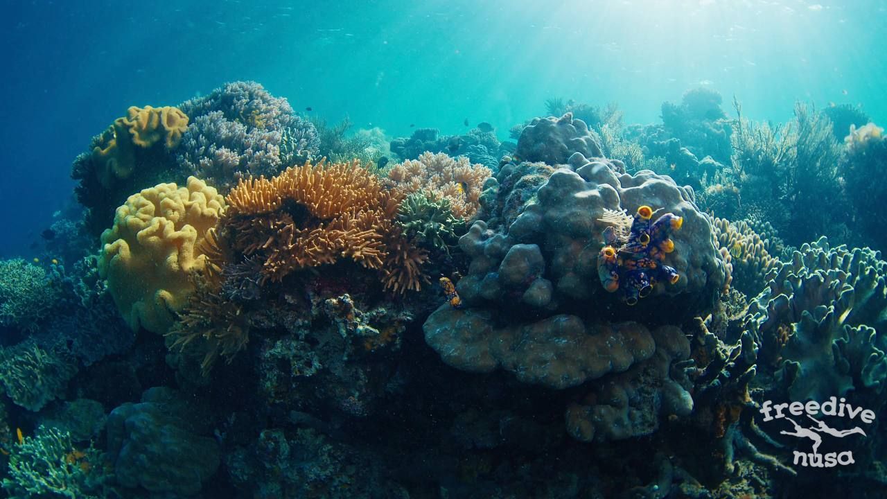 Marine Life in Alor