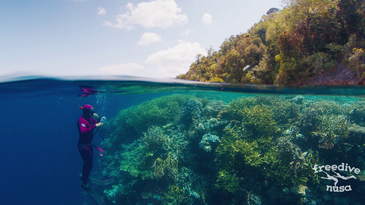 Reef Diving in Alor