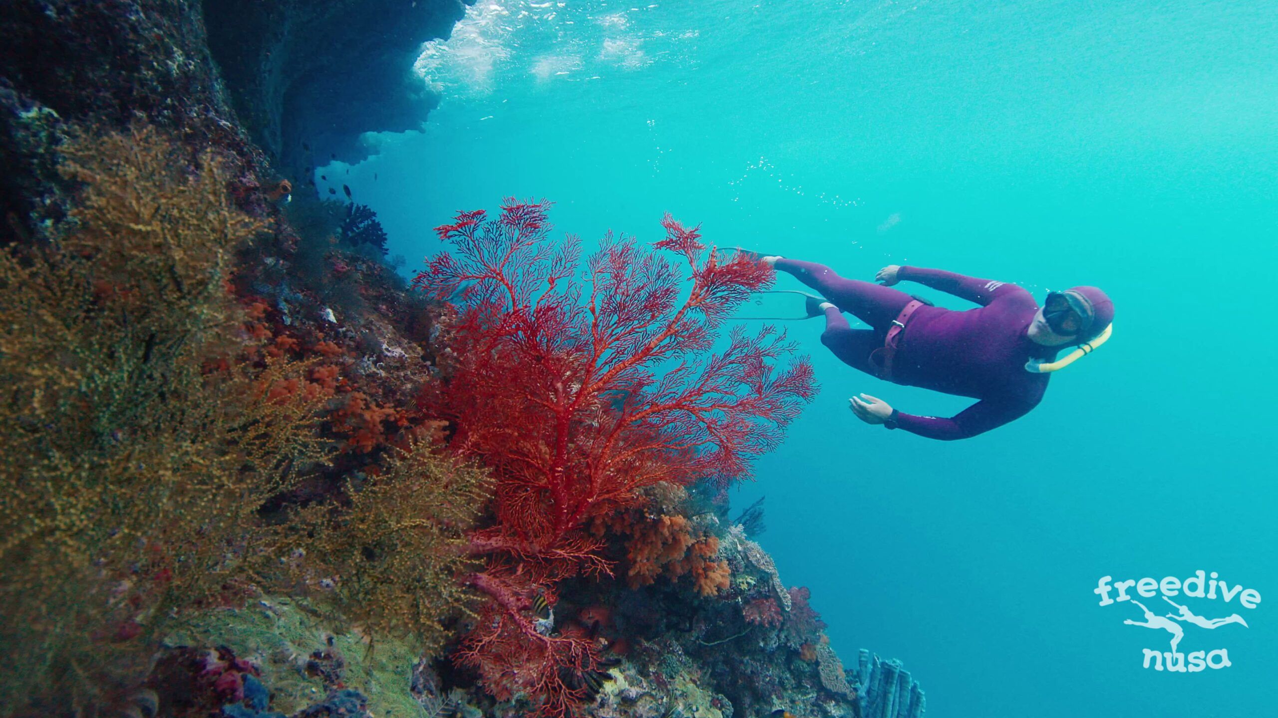 Freediving in Alor