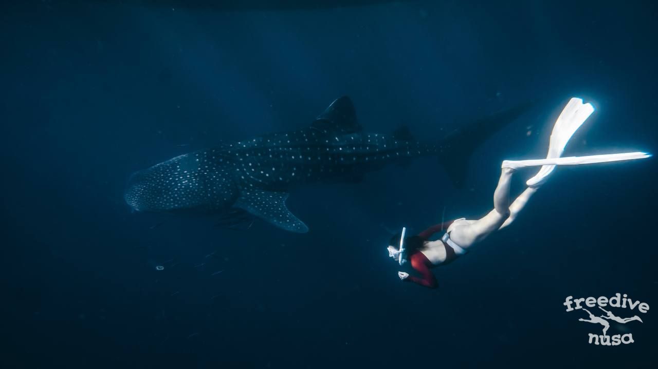 freedive trip with whale sharks