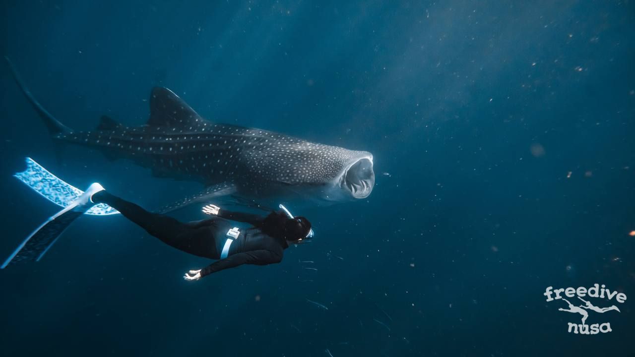 freediving with whale sharks