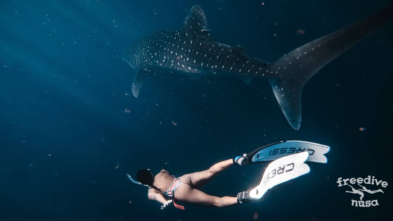 6 Rules for Respectful Whale Shark Encounters