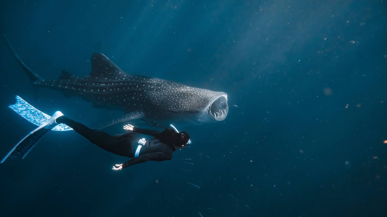 freediving with whale sharks