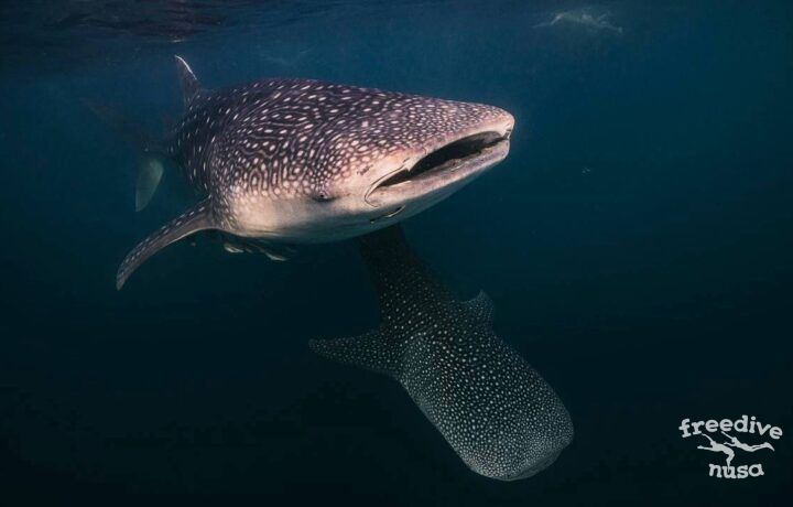 whale sharks