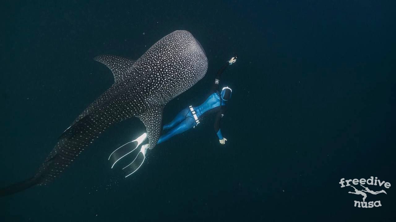 whale sharks rules