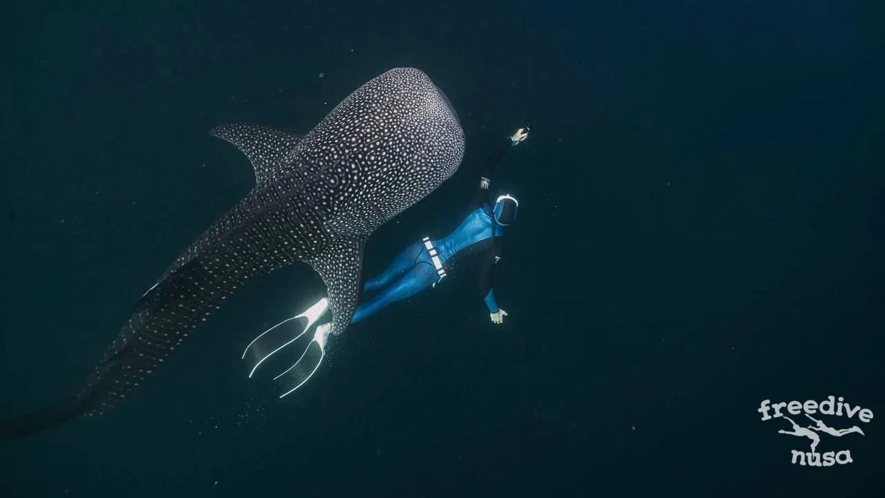 whale sharks rules