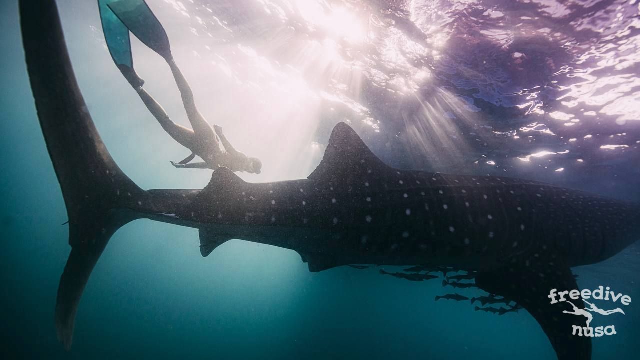 whale sharks