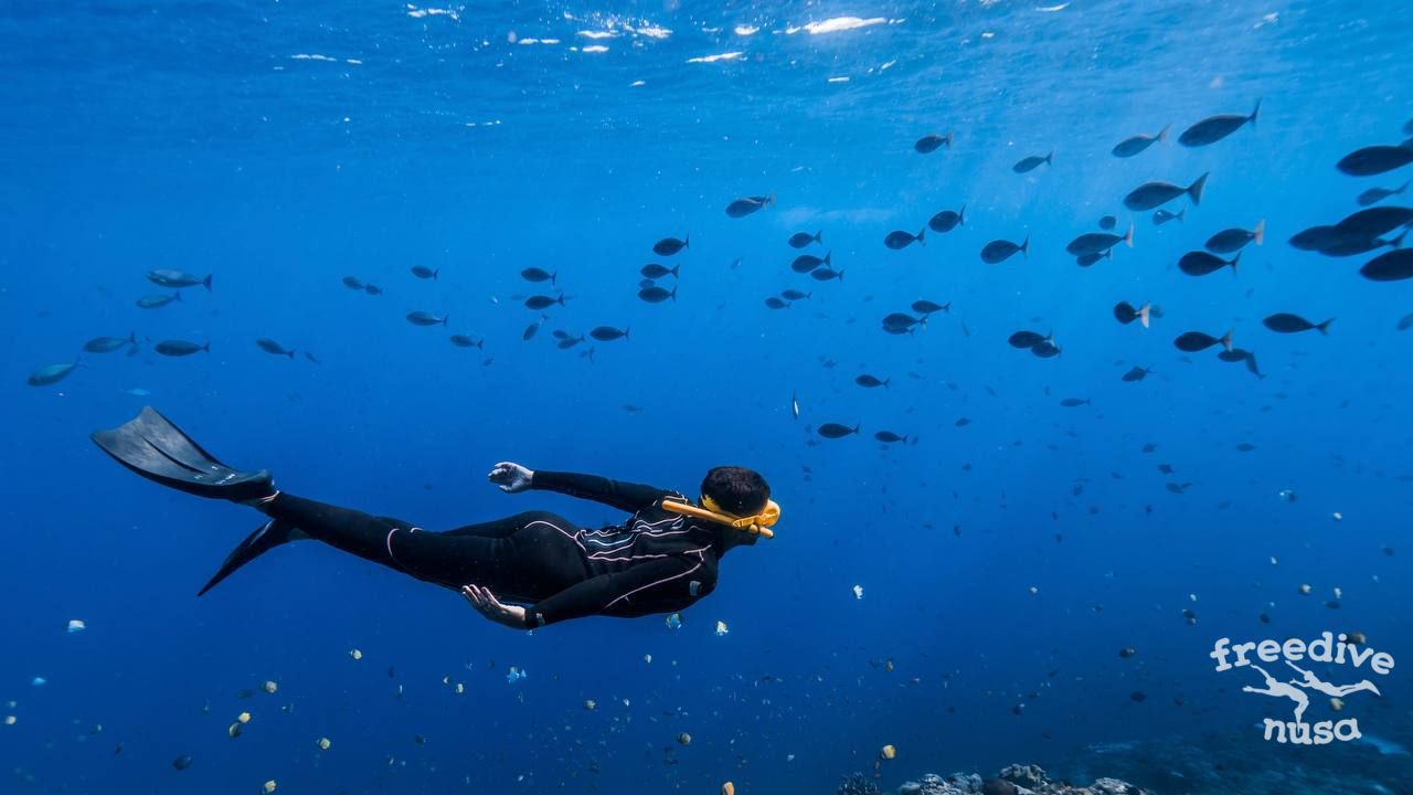 tropical fish encounter