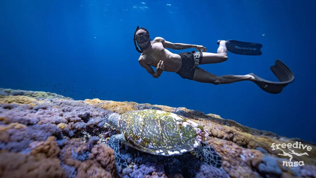0. fins with turtle