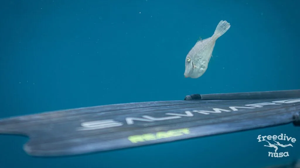 6. fins with fish