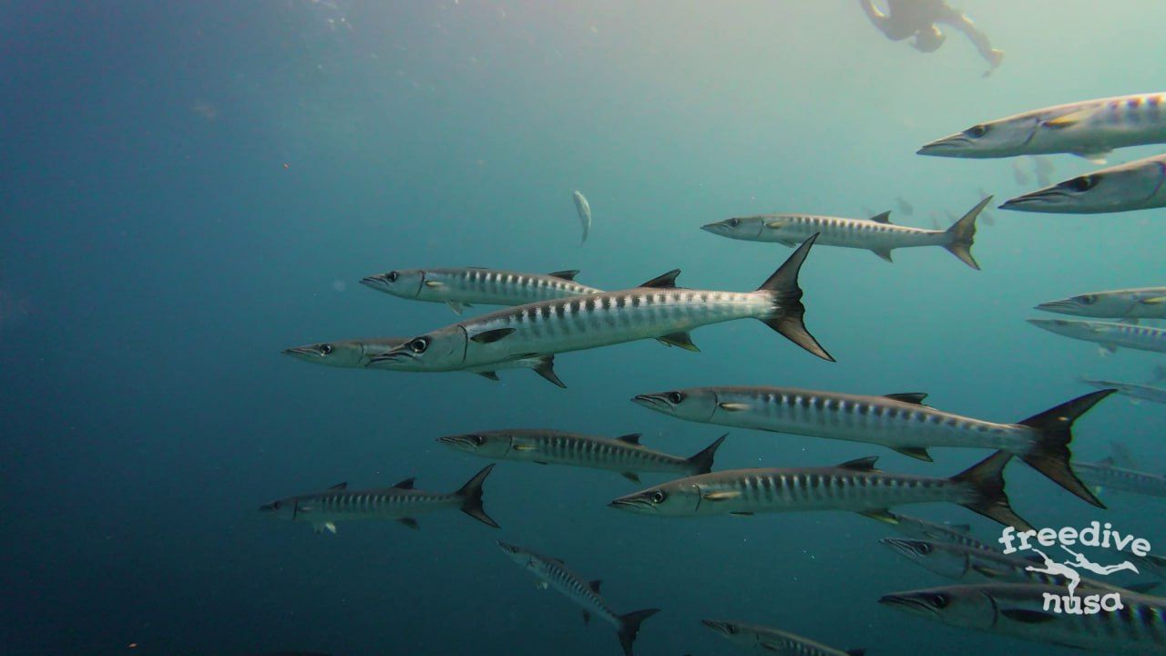 misool trip Barakudas