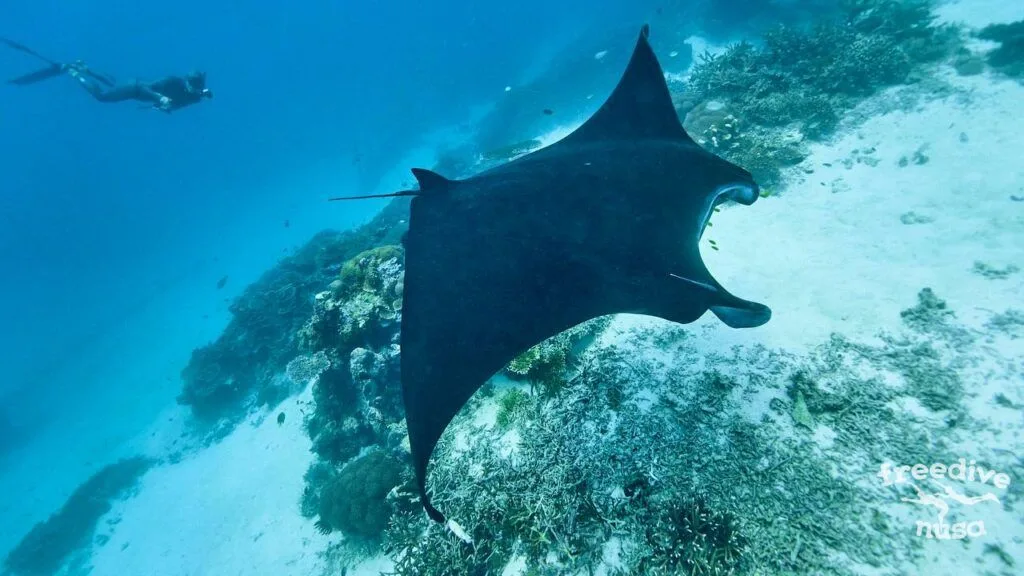 juvenile manta rays in Raja Ampat