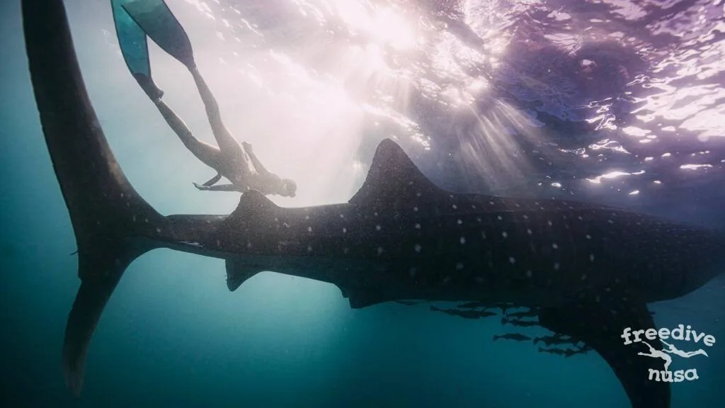 Whale Sharks Freediving in Maratua
