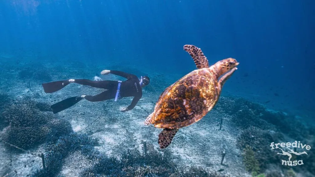 Maratua Freediving